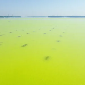 View of Cranston Reservoir with visible harmful algae blooms on the surface
